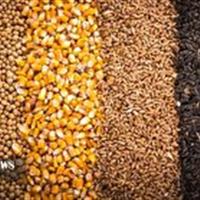 توزیع ۱۷۶ هزار و ۳۵۶ تن نهاده دامی در خراسان شمالی