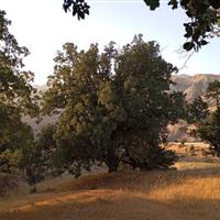 رئیس کمیسیون کشاورزی، آب، منابع طبیعی و محیط زیست مجلس: گونههای مختلف بلوط باید احیا و اصلاح شوند