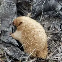 گوناگون/ کشف پستاندار عجیبی که مثل پرنده تخم میگذارد!