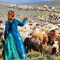 پرورش ۶۰ هزار رأس دام سبک توسط عشایر استان زنجان