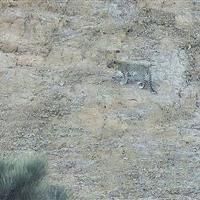 حضور پلنگ ایرانی در ارتفاعات خور و بیابانک تأیید شد