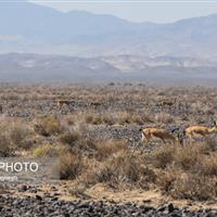 از ثبت حمله سگ به گله آهوهای جاشلوبار تا مشاهده دو خرس قهوهای در پرور
