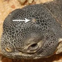 خزنده سه چشم دوران دایناسورها