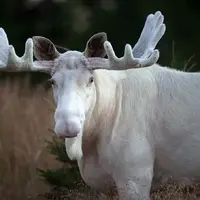 تصاویری نادر از گشت و گذار گوزن‌های سفید آلبینو