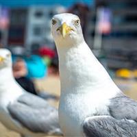 مرغان دریایی لحن تند انسان را میفهمند!