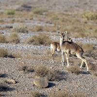 تأثیر خشکسالی بر حیاتوحش فارس/ فقیر شدن پوشش گیاهی موجب ایجاد گرد و غبار میشود