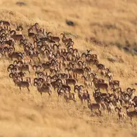 سرشماری گونههای زیستی پارک ملی گلستان آغاز شد