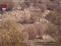 لحظهای دیدنی از خرس مادر و تولهها در سرفیروزآباد کرمانشاه