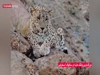 ثبت تصویر بزرگترین پلنگ دنیا در ارتفاعات سالوک خراسان شمالی