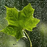 بارش نخستین باران پاییزی در خرمشهر