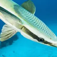 لحظات دیدنی موجسواری ماهیهای ریمورا با نهنگها