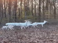 گشتوگذار خانوادگی گوزنهای سفید