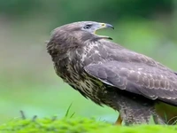 توی زندگیت مثل عقاب باش....