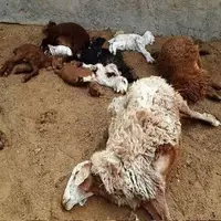 حمله پلنگ به دام کجوریها؛ دهیار «نیتل» برای مهار شبیخون درخواست کمک کرد