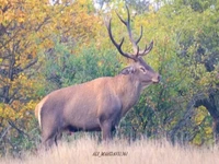 گاوبانگی گوزن قرمز، جنگلهای هیرکانی