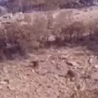 لحظهای دیدنی از خرس مادر و تولهها