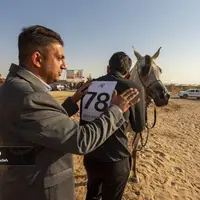 برگزاری مسابقات کشوری «زیبایی اسب عرب»