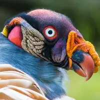 7 گونه از زیباترین و عجیب ترین پرندگان شاخ دار در جهان