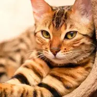 نجات گربه گیر کرده میان میلگردهای یک ساختمان