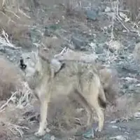 گله گرگهای خاکستری در جاشلوبار