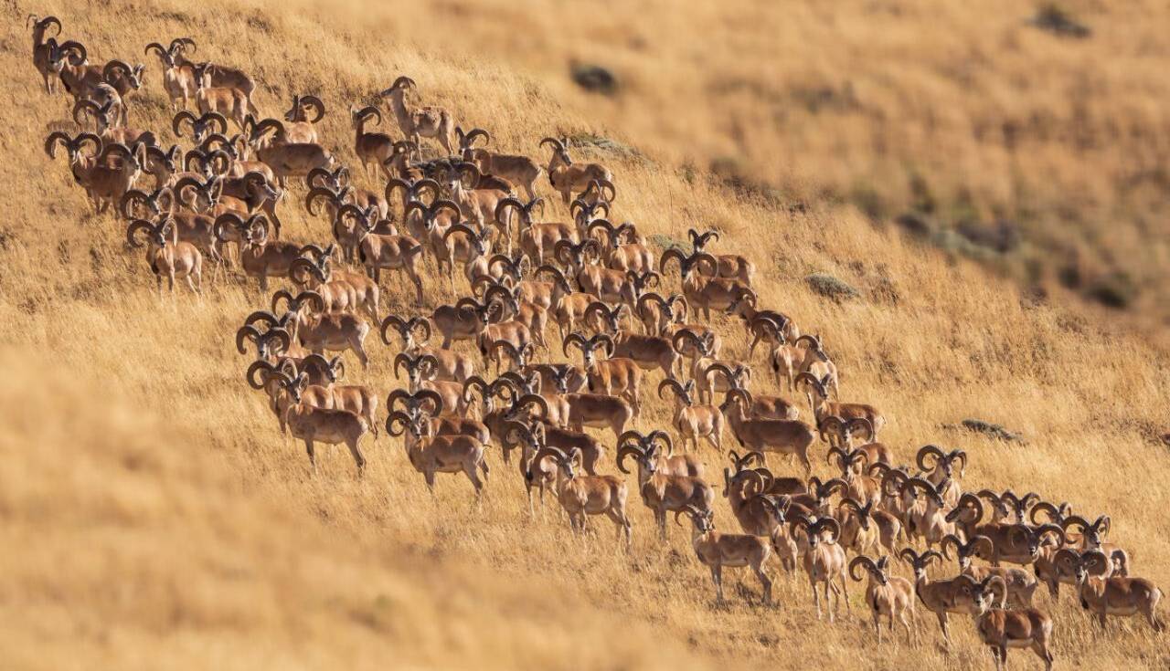 سرشماری گونههای زیستی پارک ملی گلستان آغاز شد