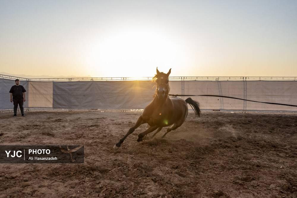 برگزاری مسابقات کشوری «زیبایی اسب عرب»
