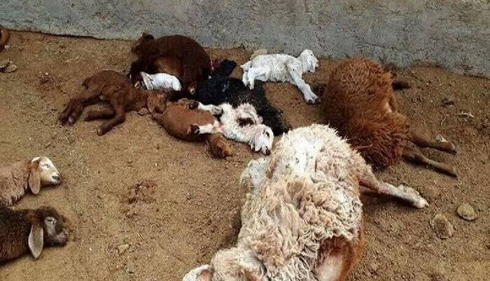 حمله پلنگ به دام کجوریها؛ دهیار «نیتل» برای مهار شبیخون درخواست کمک کرد