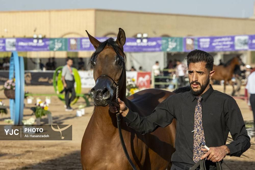 برگزاری مسابقات کشوری «زیبایی اسب عرب»