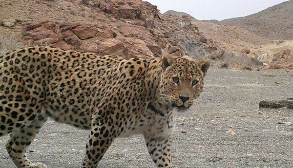 جستوجو برای زندهگیری پلنگ مهاجم در کجور ادامه دارد