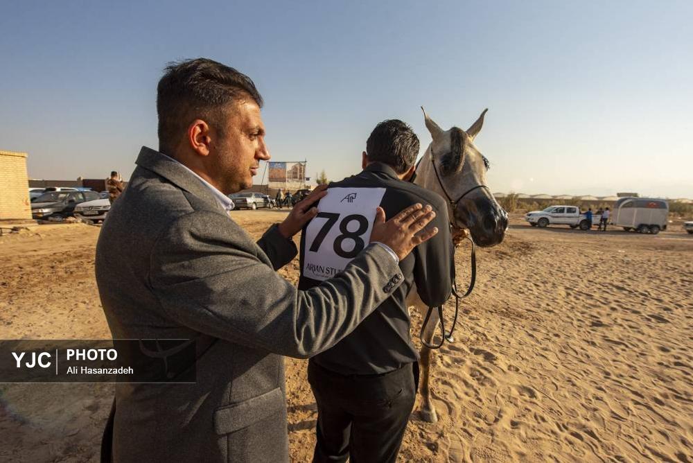 برگزاری مسابقات کشوری «زیبایی اسب عرب»