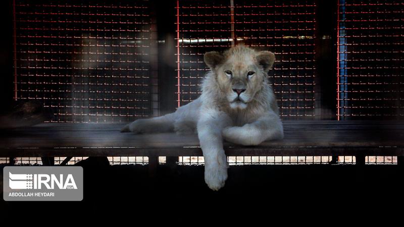 شهردار: باغ وحش صفادشت بازگشایی میشود