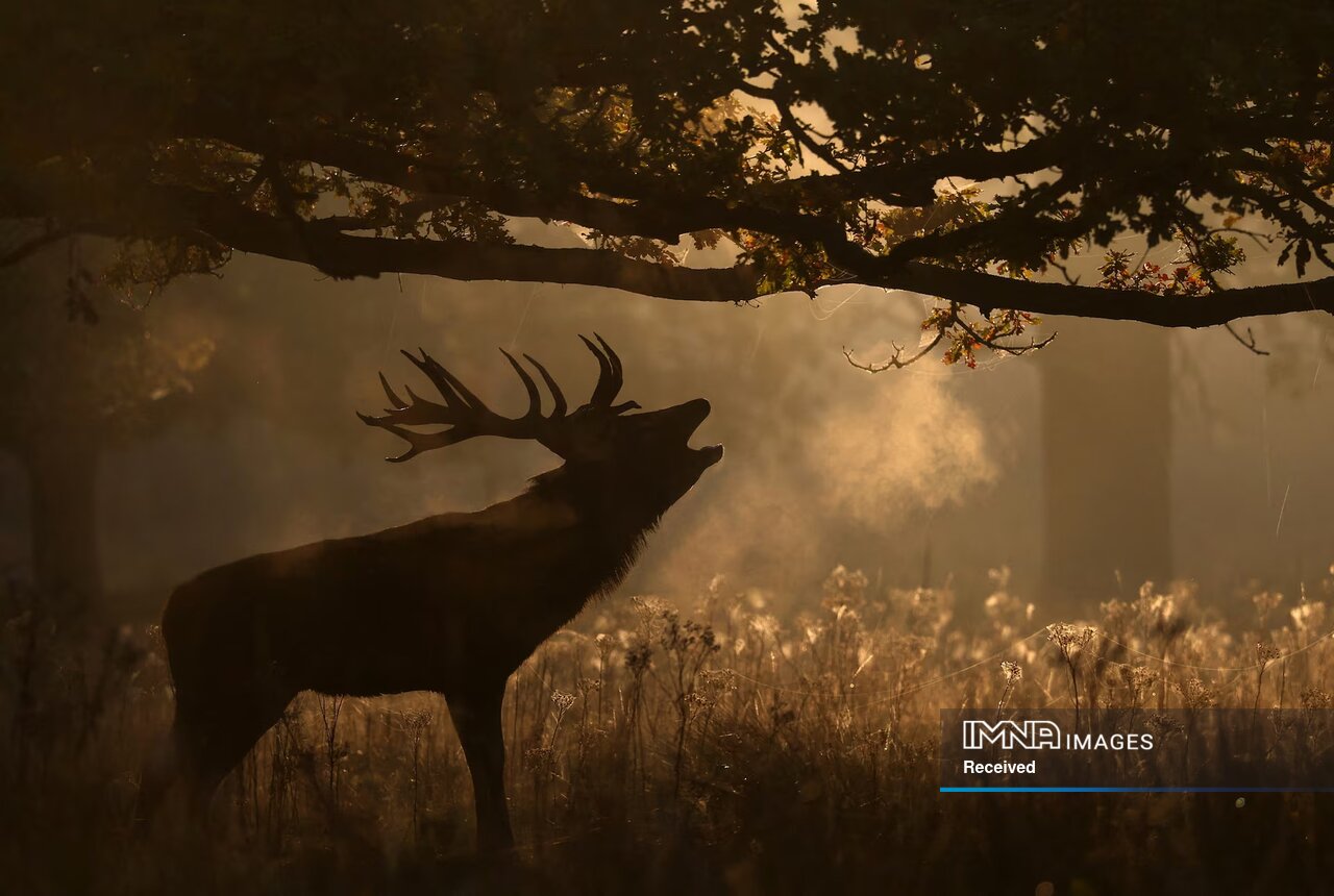 مناظر پاییزی از سراسر جهان