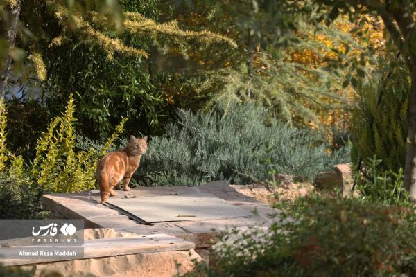 جلوه‌ای از پاییز باغ گل‌های شیراز