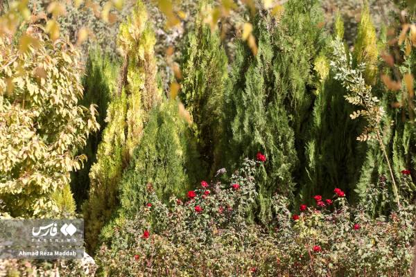 جلوه‌ای از پاییز باغ گل‌های شیراز