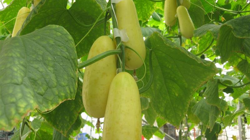 رشد ۴۳.۲ هکتاری سطح زیر کشت مزارع تکثیر بذر سبزی و صیفی کشور