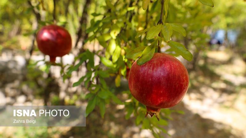 پیشبینی برداشت ۲۰ هزار تن انار در کردستان طی امسال