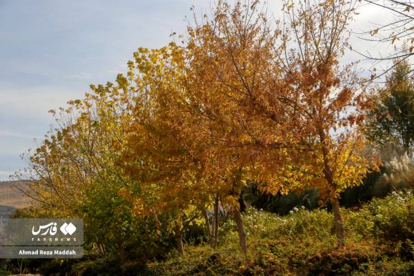 جلوه‌ای از پاییز باغ گل‌های شیراز