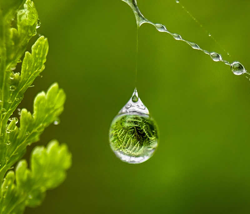 عکس/ جادوی ماکرو با موبایل