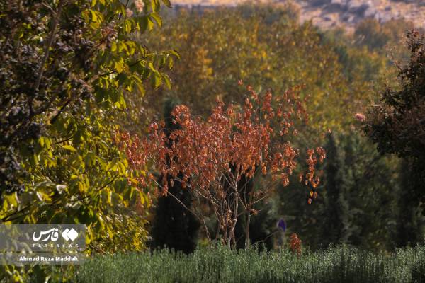 جلوه‌ای از پاییز باغ گل‌های شیراز