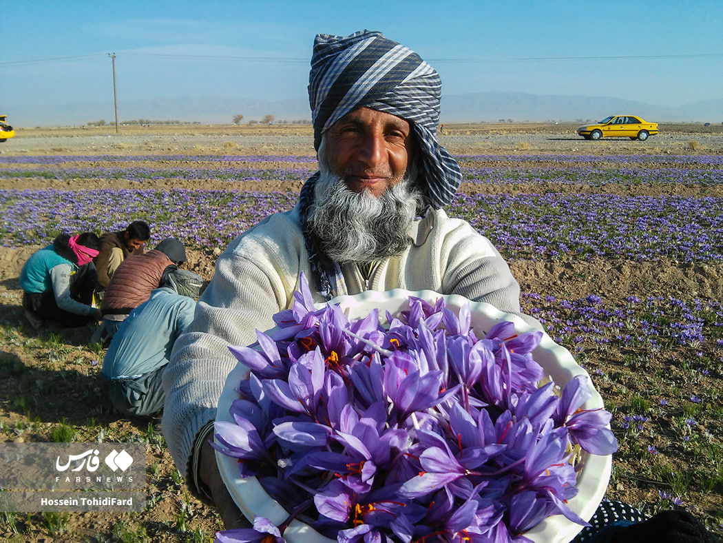 عکس/برداشت طلای سرخ قائنات
