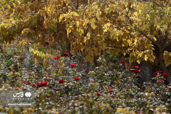 جلوه‌ای از پاییز باغ گل‌های شیراز