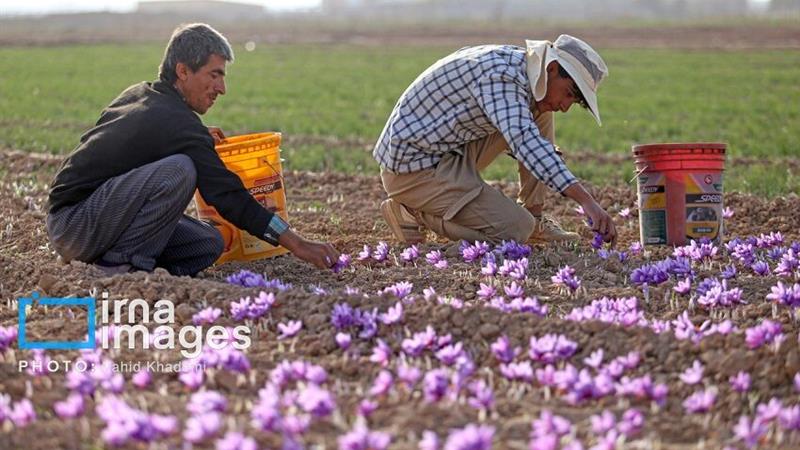 سالانه ۳۵۰ تن نگین زعفران در کشور تولید و ۲۵۰ تن آن صادر میشود