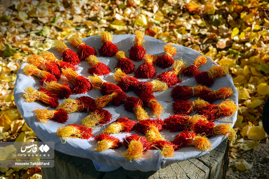 عکس/برداشت طلای سرخ قائنات