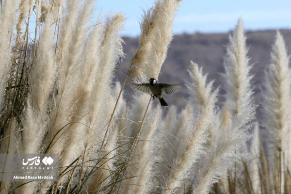 جلوه‌ای از پاییز باغ گل‌های شیراز