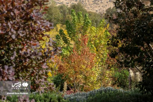 جلوه‌ای از پاییز باغ گل‌های شیراز