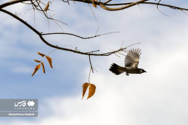 جلوه‌ای از پاییز باغ گل‌های شیراز