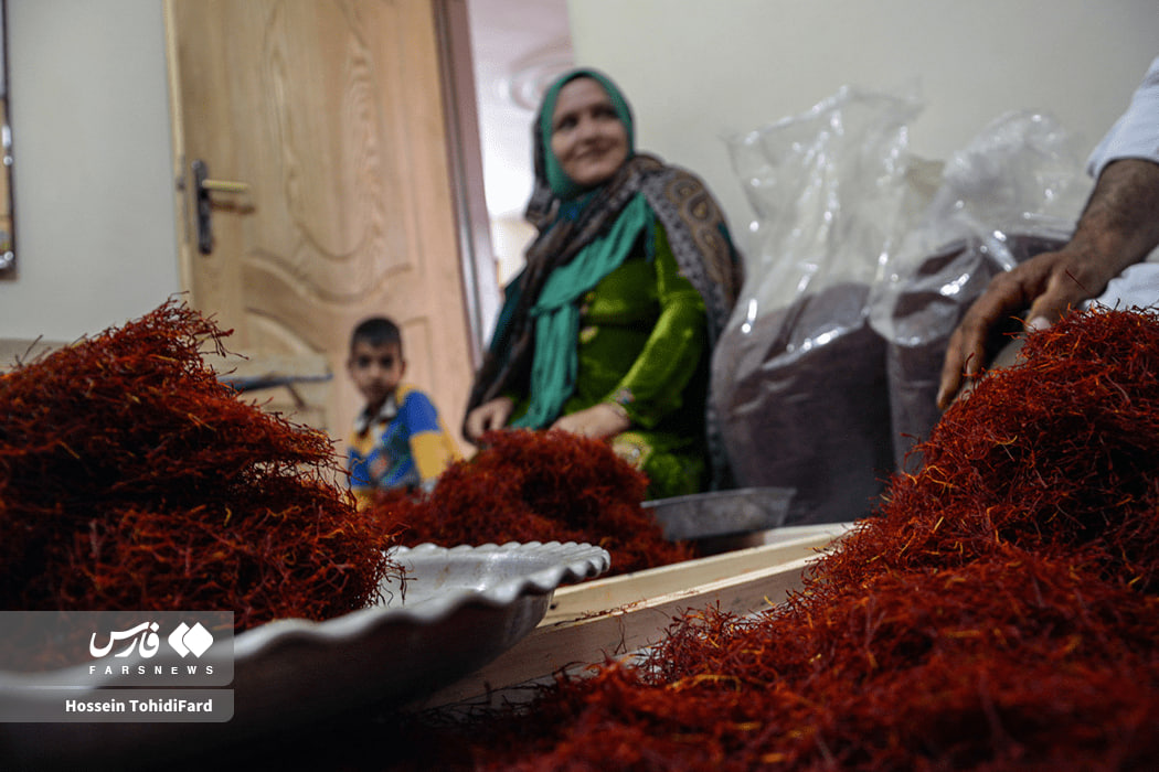 عکس/برداشت طلای سرخ قائنات