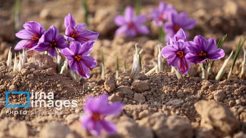 ۳۳ تن نگین زعفران از مزارع خراسان شمالی برداشت شد