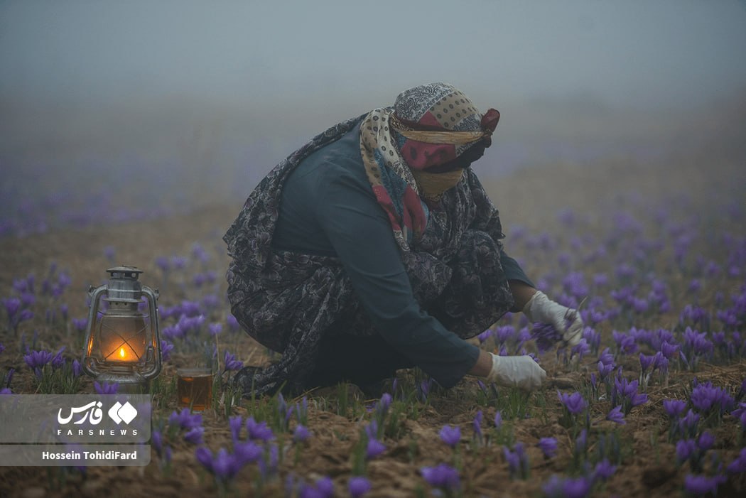 برداشت طلای سرخ قائنات