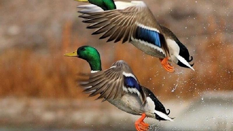 حضور پرندگان مهاجر در آبگیرهای منطقه میاندشت جاجرم